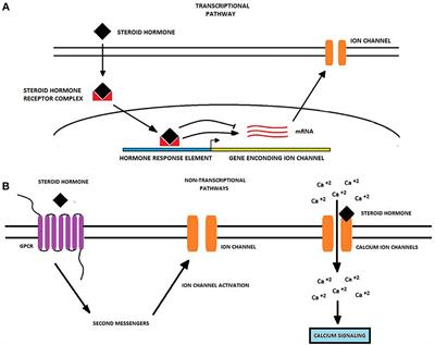 Ion Channel Regulation by Sex Steroid Hormones and Vitamin D in Cancer: A Potential Opportunity for Cancer Diagnosis and Therapy